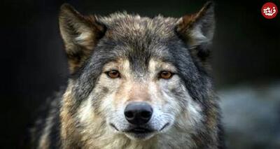 چرا گرگ‌های منطقه چرنوبیل نسبت به سرطان مقاوم شده‌اند؟