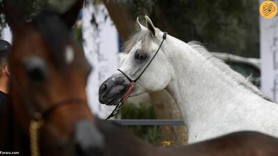 (ویدئو) جشنواره اسب‌های اصیل عرب در بغداد