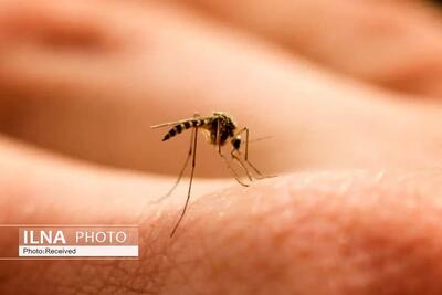 خطر بازگشت مجدد بیماری مالاریا به استان قزوین وجود دارد