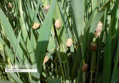 اقدامات لازم برای کاهش خسارت سن گندم در مزارع قزوین انجام شود