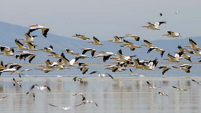 ۴۵۰ سایت کشور از ۵ درصد جمعیت پرندگان مهاجر در ایران میزبانی می کند
