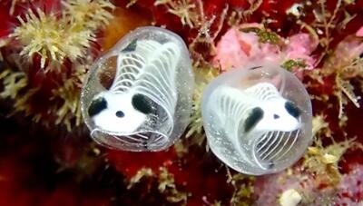 فیلم| «اسکلت پاندای دریایی»، ماهی عجیب با پوست شیشه‌ای