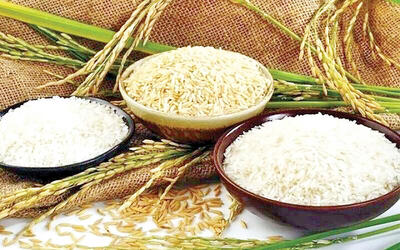 صادرات برنج  پاکستان  به  اوج  می‌رسد