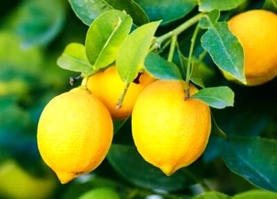 لیمو بخوریم یا خیر؟ | اقتصاد24
