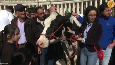 (ویدئو) کشاورزان معترض گاو را در زمان نیایش پاپ به واتیکان بردند