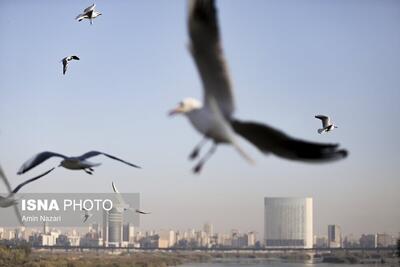 (تصاویر) پرندگان پل سفید اهواز