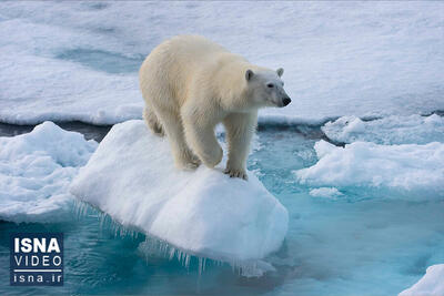 ویدیو/ خطر انقراض خرس‌های قطبی در سایه گرمایش زمین