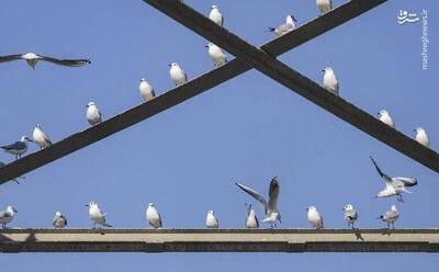 عکس/ پرندگان پل سفید اهواز