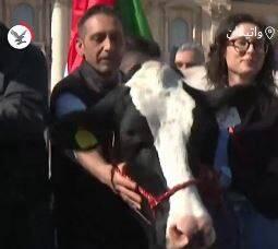 کشاورزان معترض ایتالیایی با گاو به واتیکان رفتند!+ فیلم