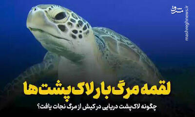 فیلم/ لقمه مرگ‌بار لاک‌پشت‌ها