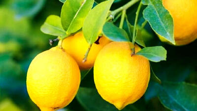 افزایش جذب آهن با مصرف لیمو
