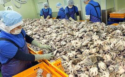 فرآیند جالب فرآوری و بسته بندی صد هزار اختاپوس در یک کارخانه معروف کره‌ای (فیلم)