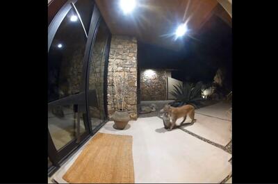 گشت‌ و گذار ترسناک شیر کوهی با شکار در دهانش مقابل دوربین‌ های یک خانه مسکونی (فیلم)