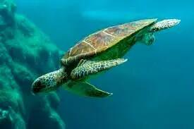 هزاران لاک‌پشت‌ دریایی در جهان اینگونه می‌میرند! + فیلم