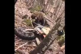 حمله خرس وحشی به موتور سوار + فیلم