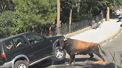 ببینید / شاخ به شاخ شدن گاو خشمگین با خودروی سواری