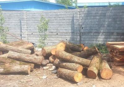 کشف 3 و نیم تن چوب جنگلی قاچاق در ساری - تسنیم