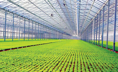 جاده رونق کشاورزی از گلخانه می گذرد