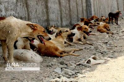 ساماندهی پناهگاه و کنترل جمعیت سگ‌های بلاصاحب در فردیس