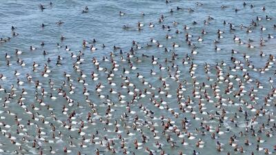 ببینید | یخ زدن هزاران پرنده در کنار دریاچه‎ای در چین!