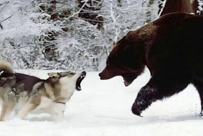 ببینید | پناه بردن یک خرس از ترس گرگ‌های وحشی به بالای درخت