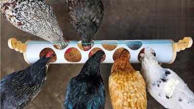 نحوه ساخت آسان و کم هزینه دانخوری برای مرغ و خروس‌ها با لوله پلیکا (فیلم)