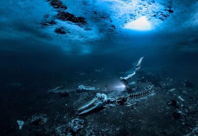 برنده مسابقه عکاسی زیر آب 2024 معرفی شد؛ تصویر هولناک اسکلت یک وال