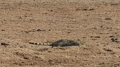 یک قلاده گربه وحشی در منطقه شکار ممنوع ریوند مشاهده شد