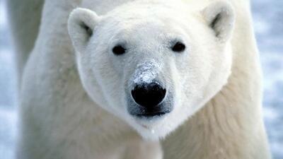 حضور خرس های قطبی در ایستگاه هواشناسی روسیه+ تصاویر