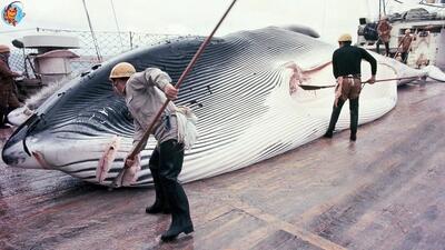 فرآیند صید، برش، پردازش و بسته بندی هزاران نهنگ غول پیکر در ژاپن (فیلم)