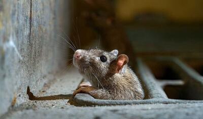 موش کنجکاو خود را گرفتار کرد (فیلم)
