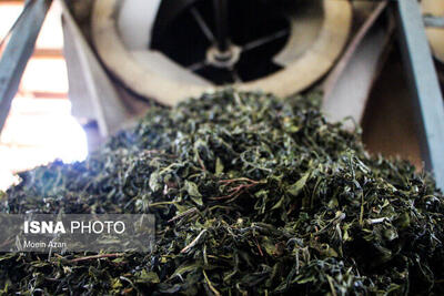 تولید ۳۳ هزار تنی چای خشک ارگانیک و سالم در سال جاری