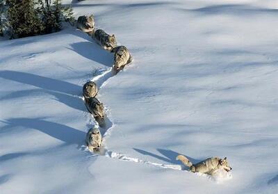تونل سازی جالب گله گرگ‌ها در برف+ فیلم