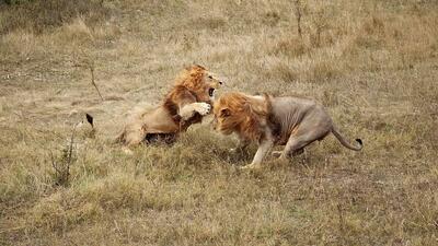 نبرد ترسناک شیرهای نر در مقابل گردشگران+ فیلم | رویداد24