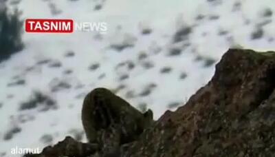 ببینید | مشاهده یک قلاده پلنگ ایرانی در الموت