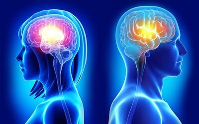 مغز مرد و زن تفاوت دارد؟