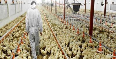 ایران صادرکننده مرغ شد