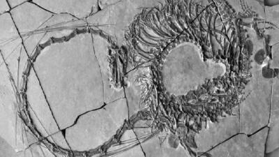 کشف فسیل ۲۴۰ میلیون ساله ملقب به اژدها