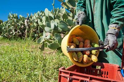 (ویدیو) برداشت و فرآوری صد‌ها تن میوه کاکتوس توسط مکزیکی‌ها