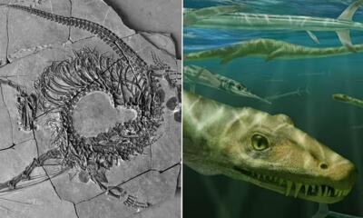 (تصاویر) کشف اسکلت «اژد‌های چینی» ۲۴۰ میلیون ساله