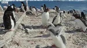 کشته شدن پنگوئن های جوان توسط پنگوئن های نر + فیلم