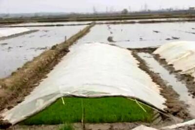 کشاورزان مازندران از بذرپاشی خزانه برنج خودداری کنند