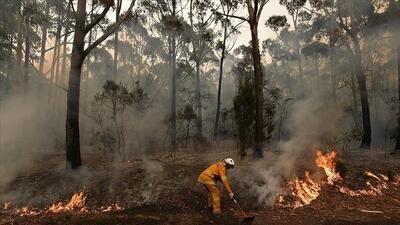 نابودی بیش از ۱۴ هزار هکتار زمین در آتش‌سوزی جنگلیِ استرالیا