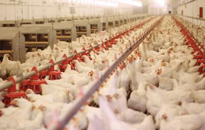 تولید مرغ در کشور رکورد زد