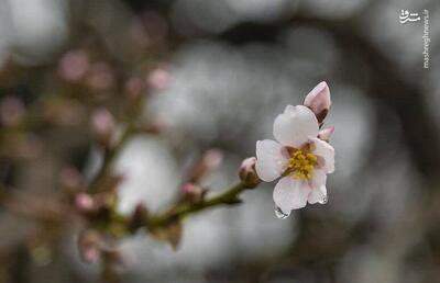 عکس/ شکوفه‌ها در سامان