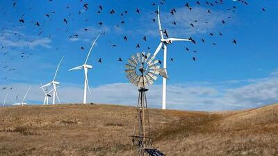 کدامیک قاتل پرندگان است، انرژی بادی یا صنعت نفت؟