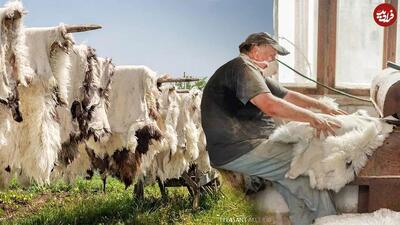(ویدئو) فرآیند سنتی فرآوری پوست صدها گوسفند توسط یک روستایی رومانیایی