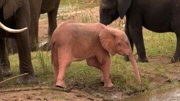 (تصاویر) این یک انیمیشن نیست؛ بچه فیل صورتی در طبیعت واقعی است!