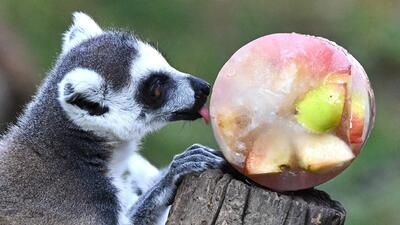 (ویدئو) حیوانات باغ‌وحش لیما در میان موج گرما میوه‌های یخ‌زده می‌خورند