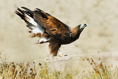 غذاخوردن عقاب طلایی در روز برفی پارک ملی گلستان + تصاویر